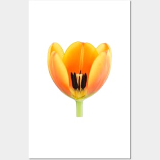 Close-up of a orange-yellowish tulip Posters and Art